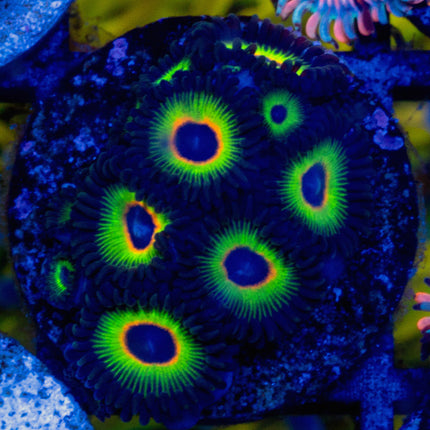 WWC Bob Marley Zoa