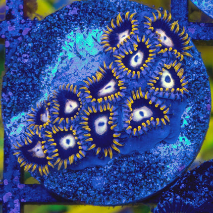 BlackHole Sun Zoa