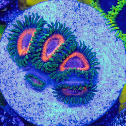 JF Fairy Tale Zoa