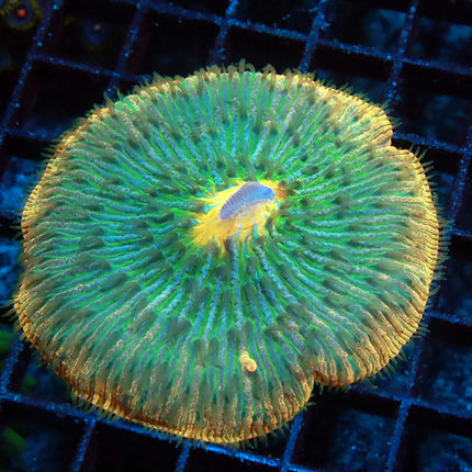 Ultra Rainbow Fungia Plate
