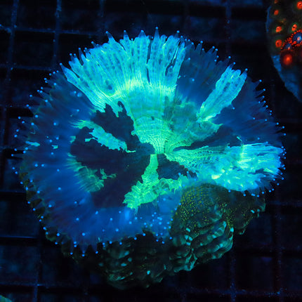 Neon Green Acantho