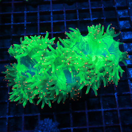 Ultra Neon Pink Tipped Elegance