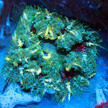 Ultra Funky Rock Flower Anemone