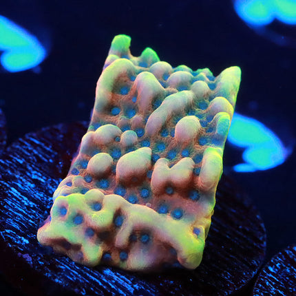 RRUSA Crazy T