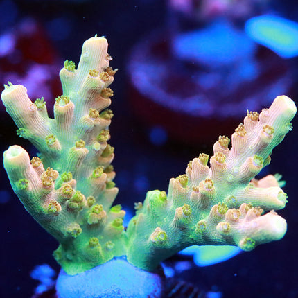 RRC Tropicana