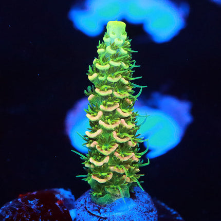 JF Solar Flare