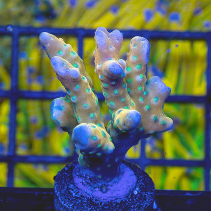RRC Tropicana Anacropora