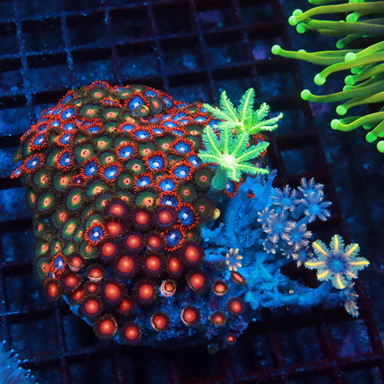 Ultra Zoa / Cloves Combo