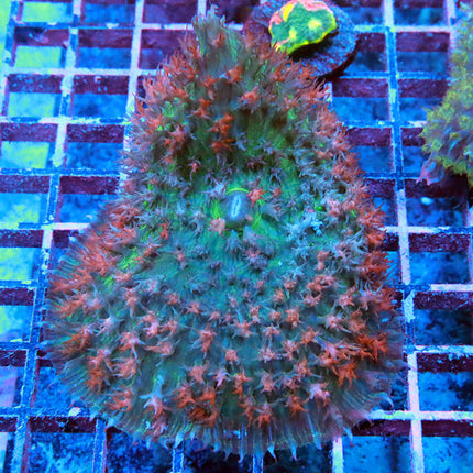 Ultra Red St Thomas Mushroom