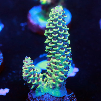 POTO Honeycomb Spath