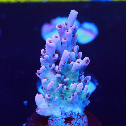 JF Solar Flare