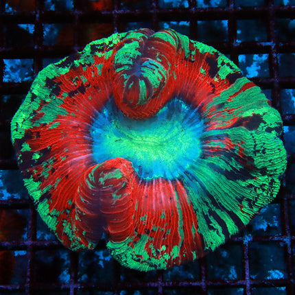 Ultra Rainbow Trachy