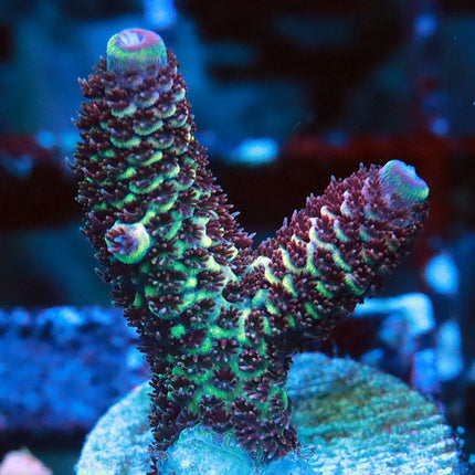 Raising Reef Blue Flame