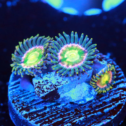 RR Kraken Zoanthid