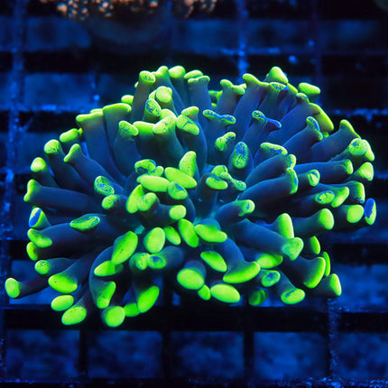 Neon Branching Hammer