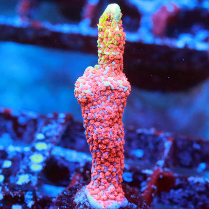 Bubble Gum Digi