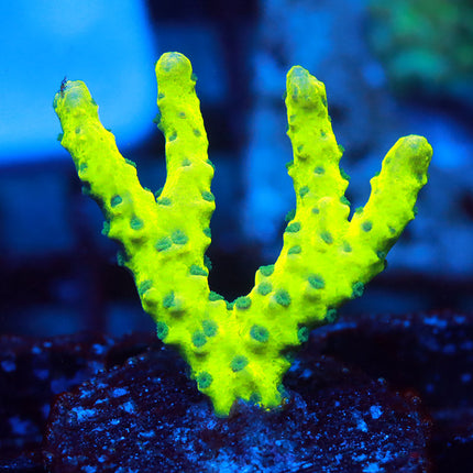 Green Goblin Anacropora