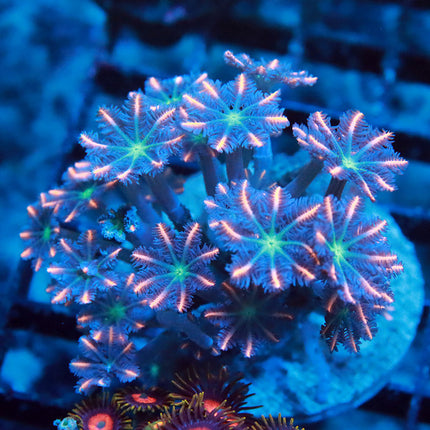 POTO Firework Cloves