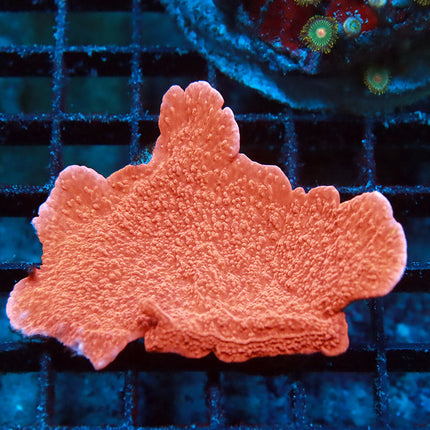 Red Monti Cap