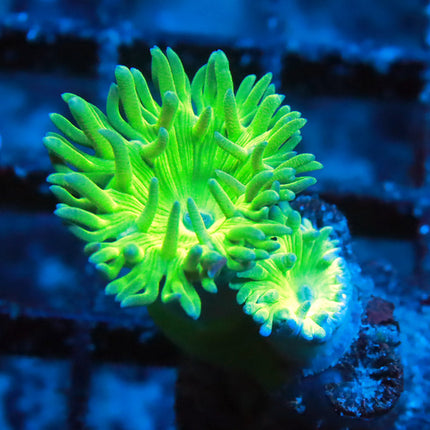 Neon Duncan
