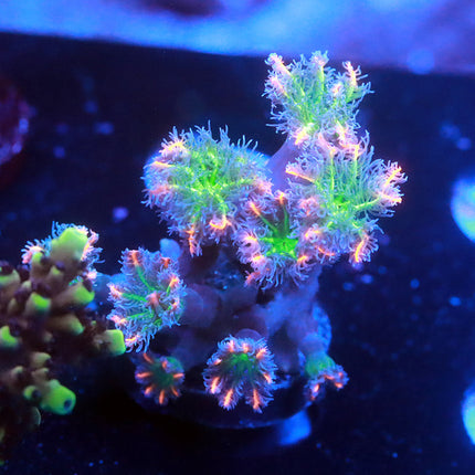 WWC Firework Clove Polyps