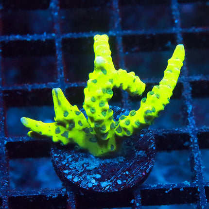 Green Goblin Anacropora