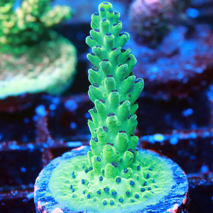 POTO Aqua Viridium
