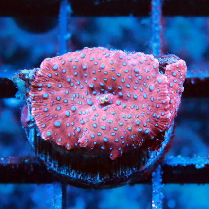 Blue Dot Mushroom