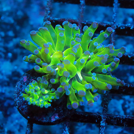 Neon bicolor Frogspawn