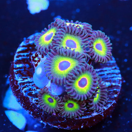 WWC Bob Marley Zoanthid