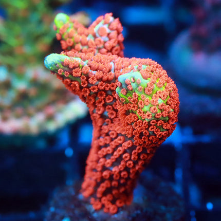 Bubblegum Digi