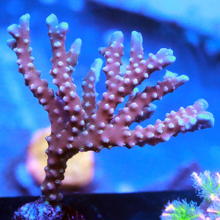 POTO Snowcone Anacropora