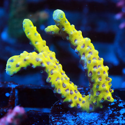 Golden Rod Anacropora