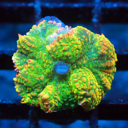 POTO Tequila Sunrise Mushroom