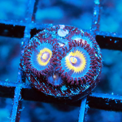 Legendary Wolverine Zoa