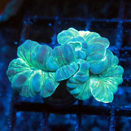 Fantastic Fox Coral