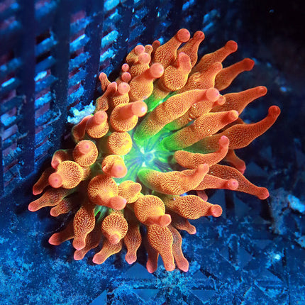 POTO Wild Flower Anemone