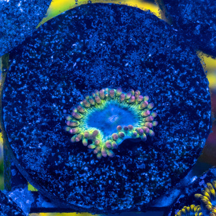 CC Rainbow Rhino Paly