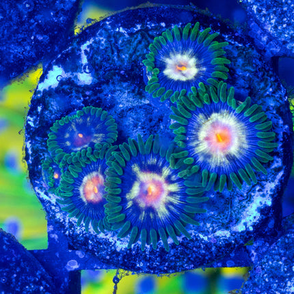 JF StarGlazer Zoa