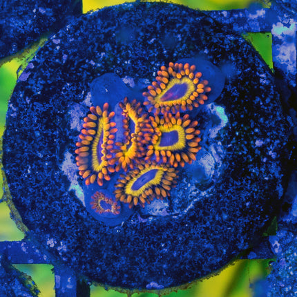 Fruitloop Zoa