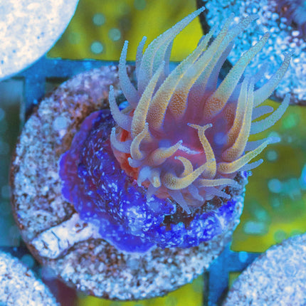 Japanese FlatHead Dendro