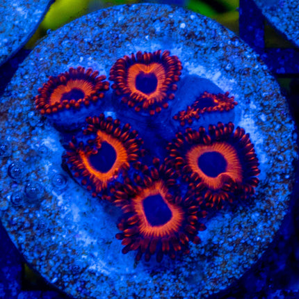 Kedd's Red Zoa