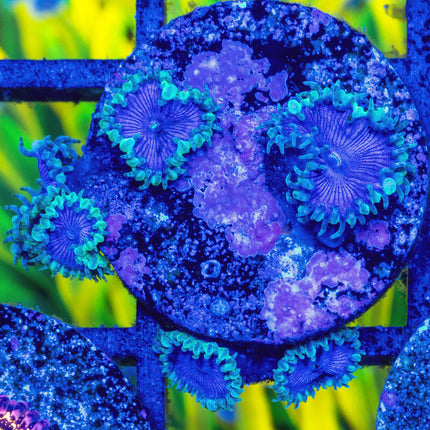 WWC Blue Death Paly