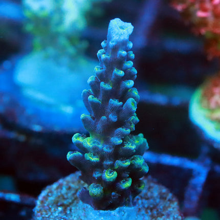 Copp's Turquoise Hoeksemai