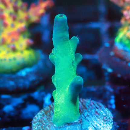 ReefGen Blueberry Fantasy