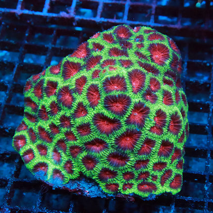 Christmas Favia Colony