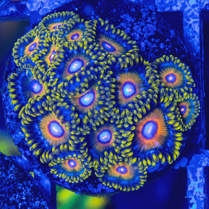 Super Saiyan Zoa