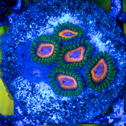 JF Fairy Tale Zoa