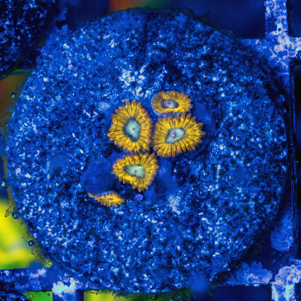 Pikachu Zoa