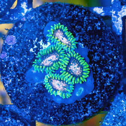 Comet Combustion Zoa